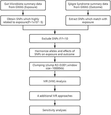 Gut microbiota and Sjögren’s syndrome: a two-sample Mendelian randomization study